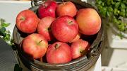 リンゴに含まれるアップルベクチンがハイドロゲンには含まれている